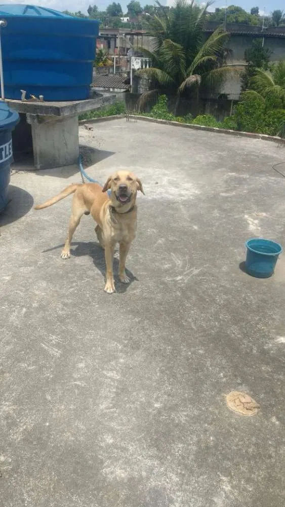 Cachorro raça Labrador idade 4 anos nome Max