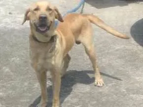 Cachorro raça Labrador idade 4 anos nome Max