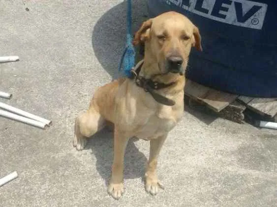 Cachorro raça Labrador idade 4 anos nome Max