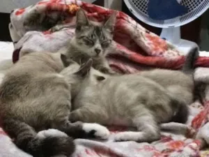 Gato raça  idade Abaixo de 2 meses nome Nao tem nome 