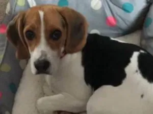 Cachorro raça beagle idade 7 a 11 meses nome Bella