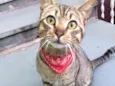 Gato