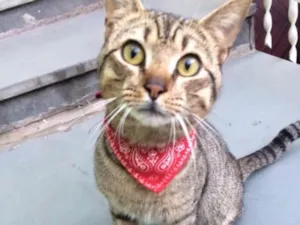 Gato raça vira lata idade 1 ano nome Gato