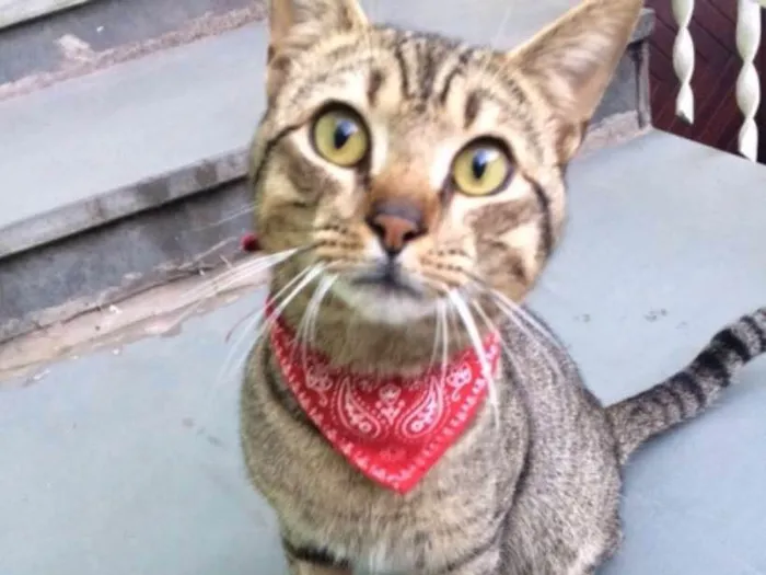 Gato ra a vira lata idade 1 ano nome Gato