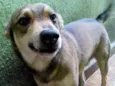 Cachorro raça Vira lata idade 4 anos nome BOLT