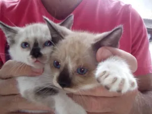 Gato raça srd idade 2 a 6 meses nome varios