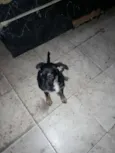 Estrelinha