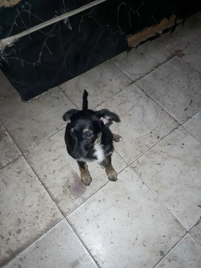 Cachorro raça Srd idade 2 a 6 meses nome Estrelinha