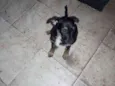 Estrelinha