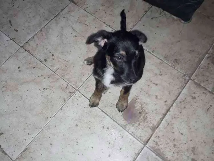 Cachorro raça Srd idade 2 a 6 meses nome Estrelinha