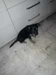 Estrelinha