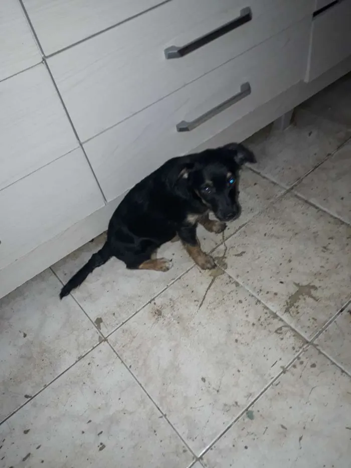 Cachorro raça Srd idade 2 a 6 meses nome Estrelinha