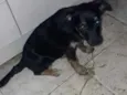 Estrelinha
