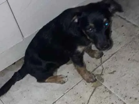 Cachorro raça Srd idade 2 a 6 meses nome Estrelinha