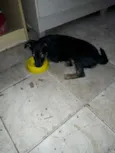 Estrelinha