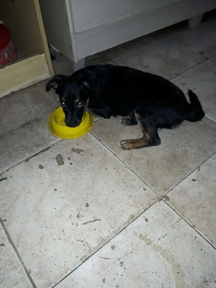 Cachorro raça Srd idade 2 a 6 meses nome Estrelinha