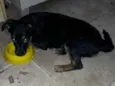 Estrelinha