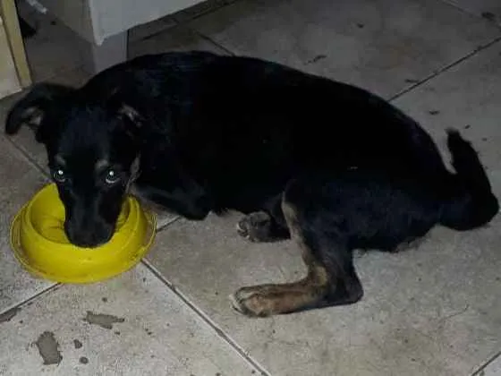 Cachorro raça Srd idade 2 a 6 meses nome Estrelinha