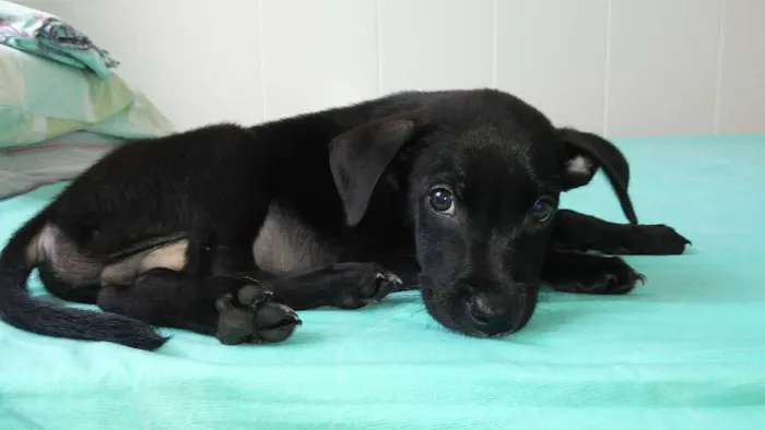 Cachorro raça SRD idade 2 a 6 meses nome Bart