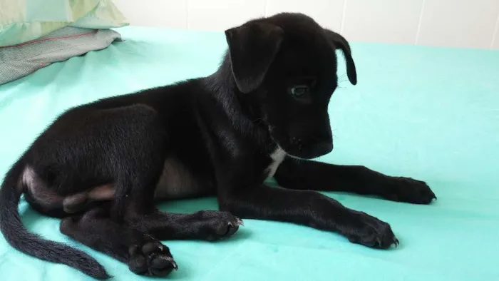 Cachorro raça SRD idade 2 a 6 meses nome Bart