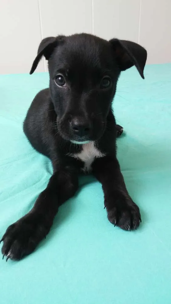 Cachorro raça SRD idade 2 a 6 meses nome Bart