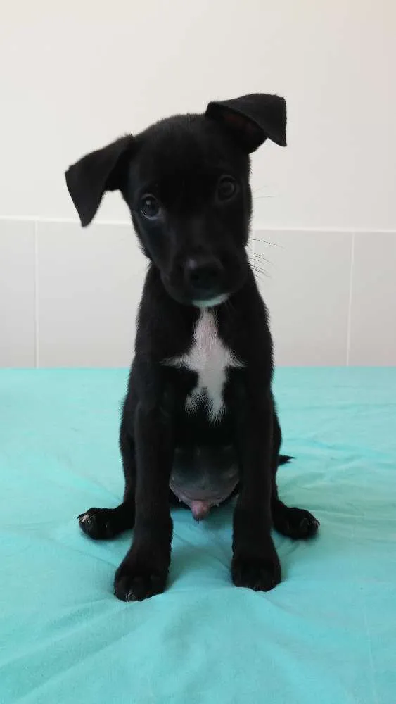 Cachorro raça SRD idade 2 a 6 meses nome Bart