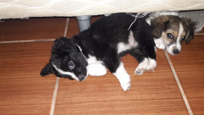Cachorro ra a SRD idade 2 a 6 meses nome Tobinho