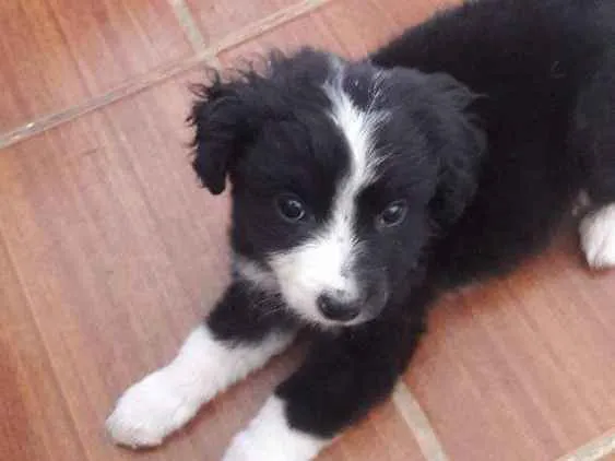 Cachorro ra a SRD idade 2 a 6 meses nome Tobinho