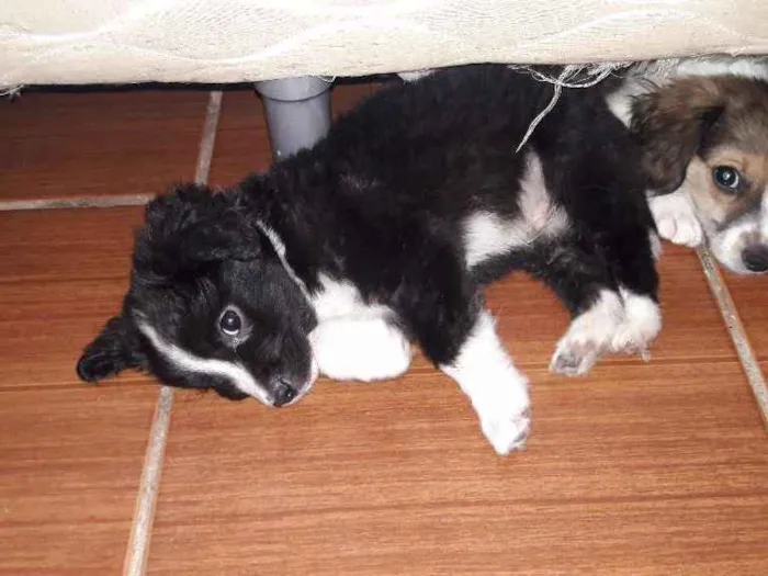 Cachorro ra a SRD idade 2 a 6 meses nome Tobinho