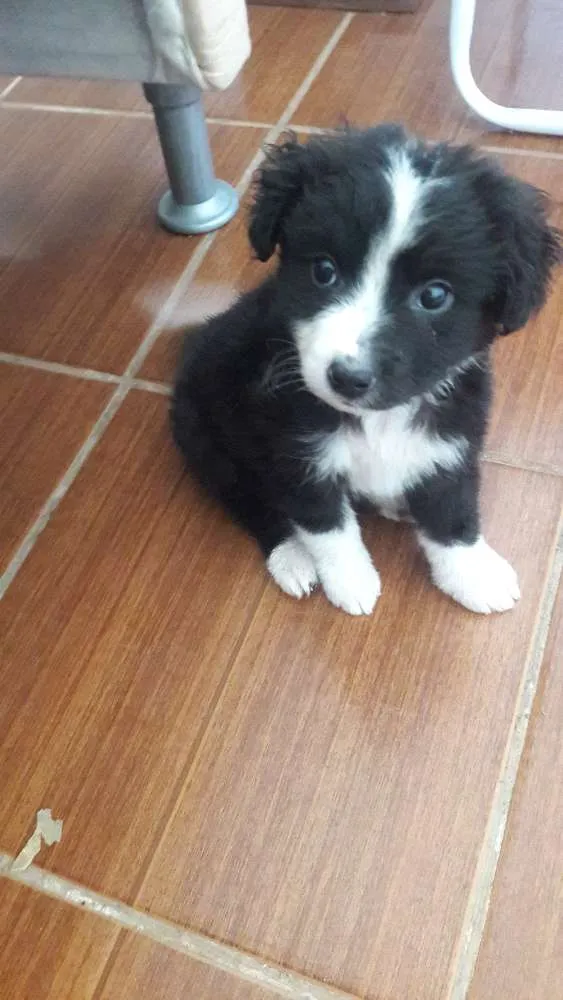 Cachorro ra a SRD idade 2 a 6 meses nome Tobinho