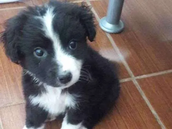 Cachorro ra a SRD idade 2 a 6 meses nome Tobinho