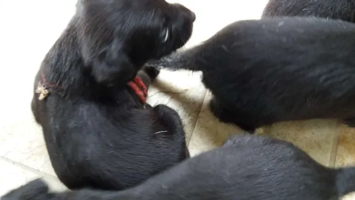 Cachorro ra a SRD idade 2 a 6 meses nome Pretinho
