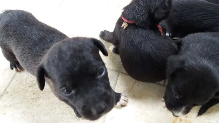 Cachorro ra a SRD idade 2 a 6 meses nome Pretinho