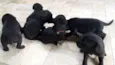 Pequeninos