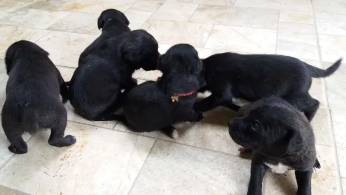 Cachorro ra a Srd idade Abaixo de 2 meses nome Pequeninos