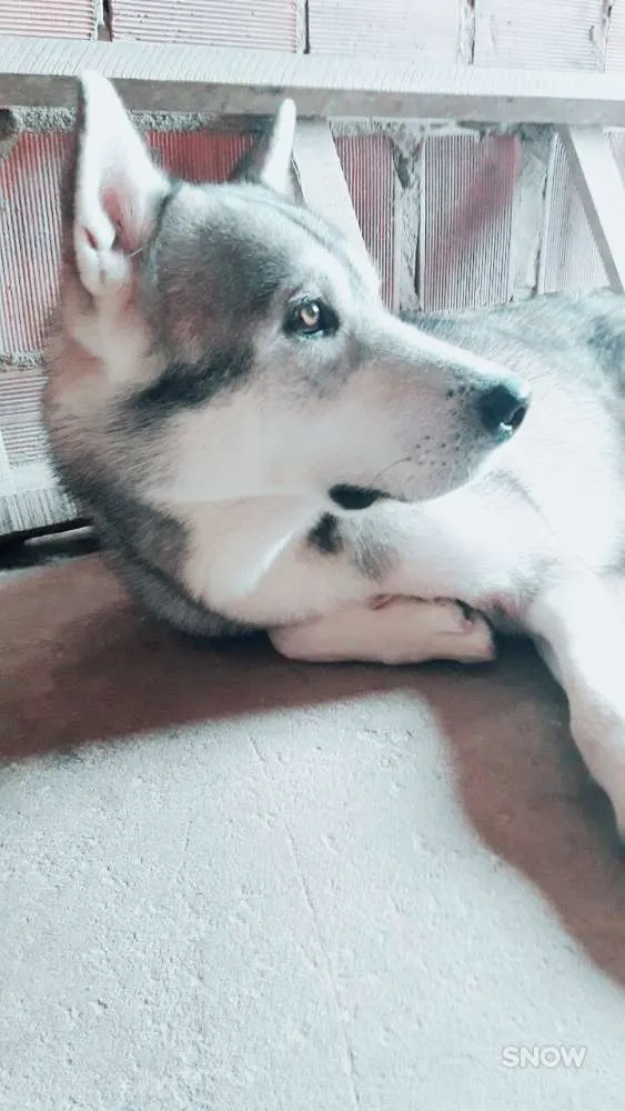 Cachorro raça Husky Siberiano idade 3 anos nome Apolo