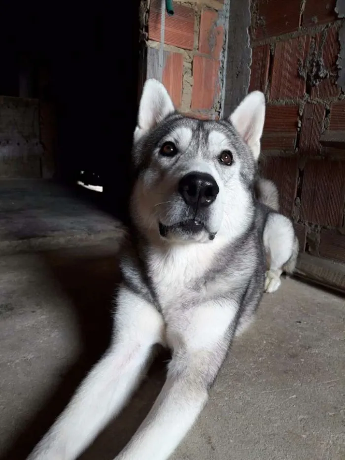 Cachorro raça Husky siberiano idade 3 anos nome Apolo