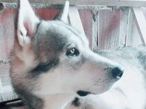 Cachorro raça Husky siberiano idade 3 anos nome Apolo