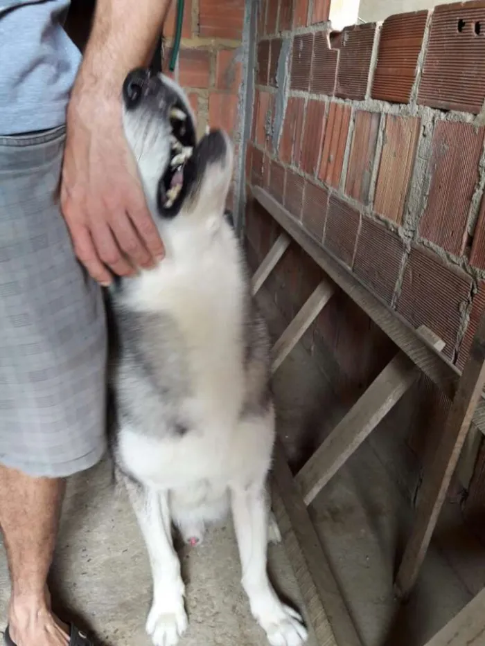 Cachorro raça Husky siberiano idade 3 anos nome Apolo