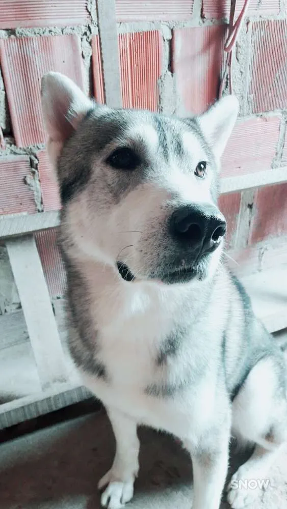 Cachorro raça Husky siberiano idade 3 anos nome Apolo