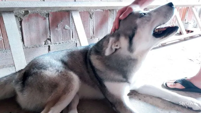 Cachorro raça Husky siberiano idade 3 anos nome Apolo