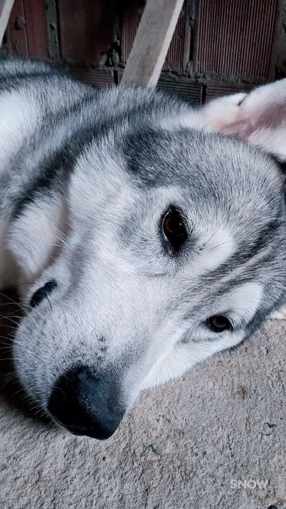 Cachorro raça Husky siberiano idade 3 anos nome Apolo