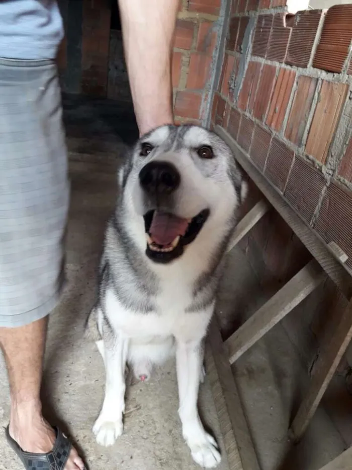 Cachorro raça Husky siberiano idade 3 anos nome Apolo