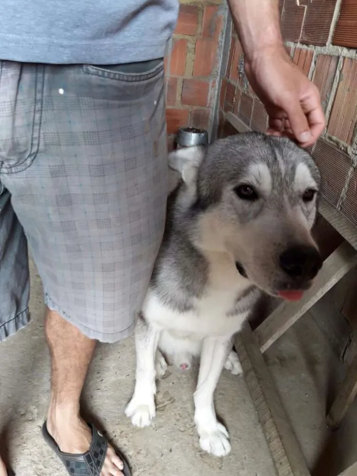 Cachorro raça Husky siberiano idade 3 anos nome Apolo