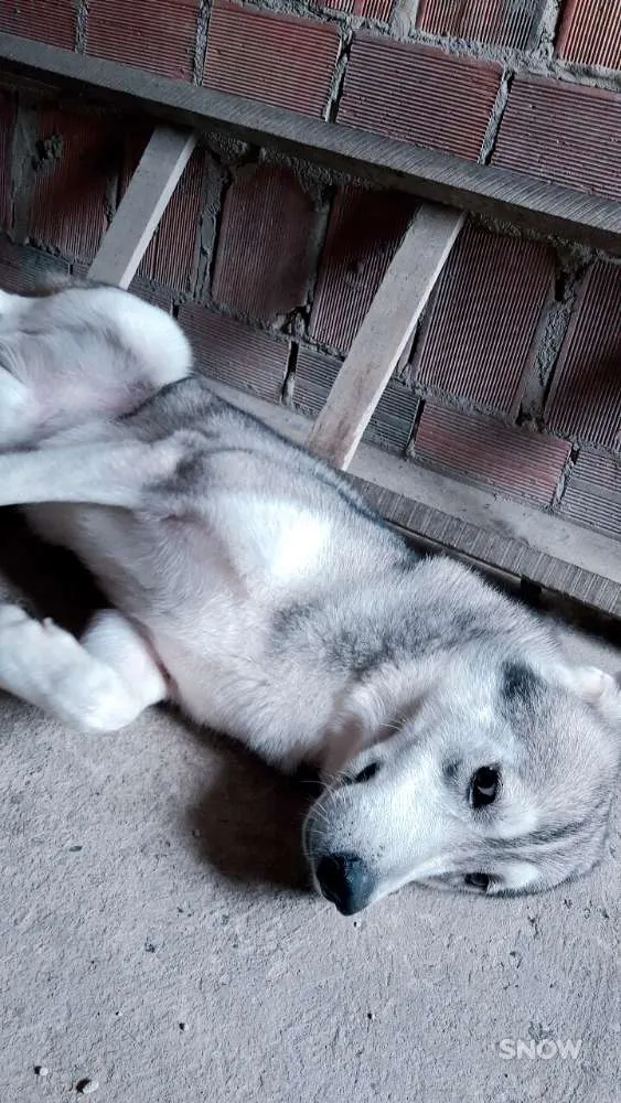Cachorro raça Husky siberiano idade 3 anos nome Apolo