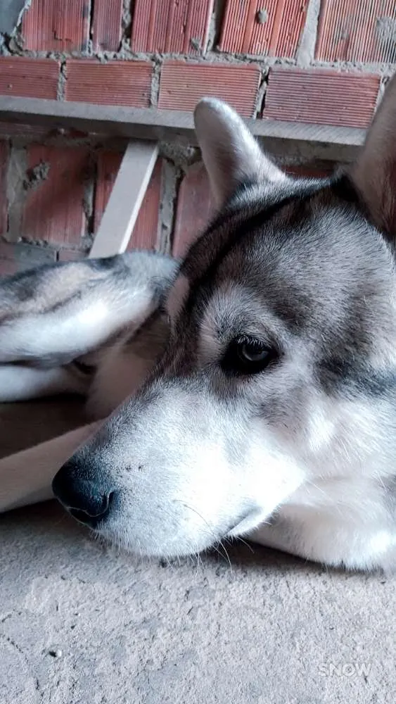 Cachorro raça Husky siberiano idade 3 anos nome Apolo