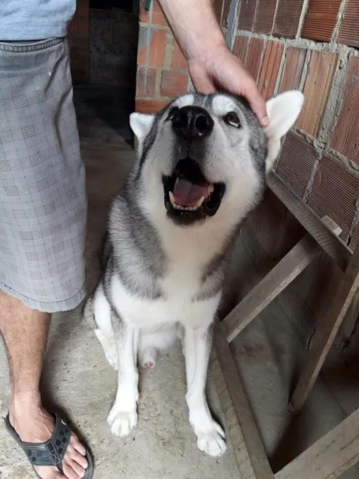 Cachorro raça Husky siberiano idade 3 anos nome Apolo