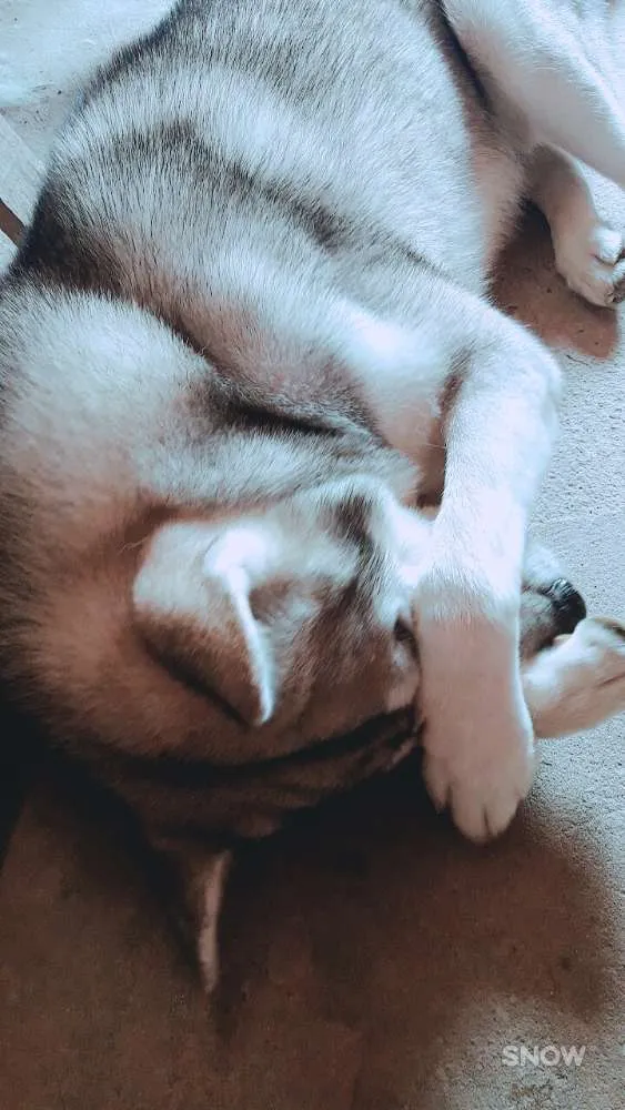 Cachorro raça Husky siberiano idade 3 anos nome Apolo