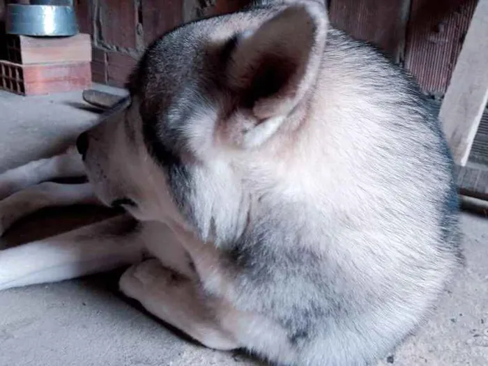 Cachorro raça Husky siberiano idade 3 anos nome Apolo