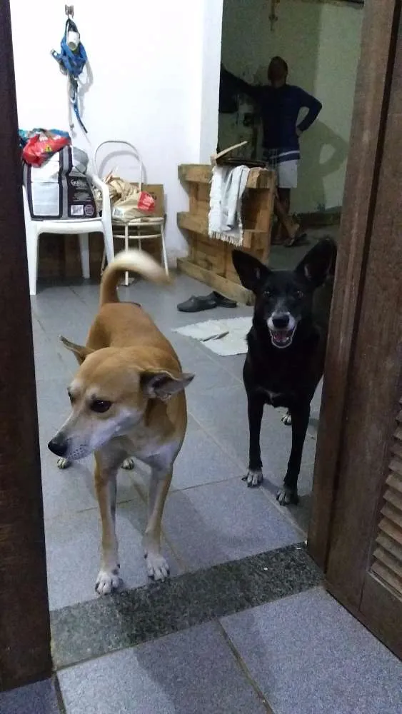 Cachorro ra a SRD idade  nome Pretinha e Pivete